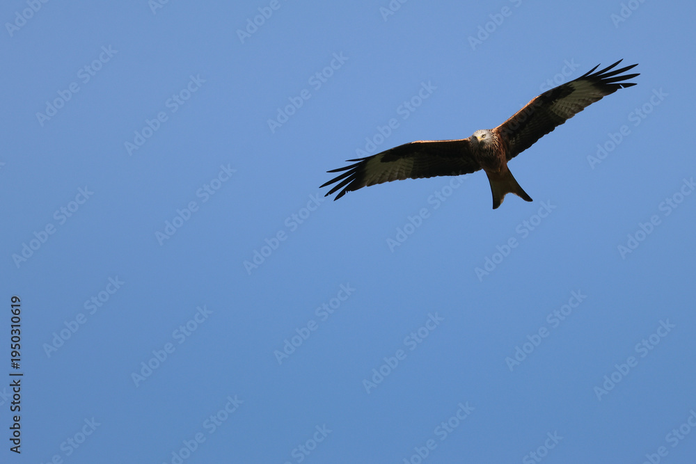 Obraz premium Rotmilan im Gleitflug