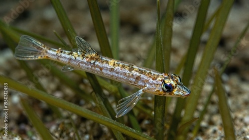 Detailed Close-Up of a Colorful Fish Swimming Among Aquatic Grass in a Marine Environment