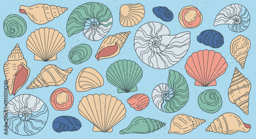 Colorful illustration of various seashells.