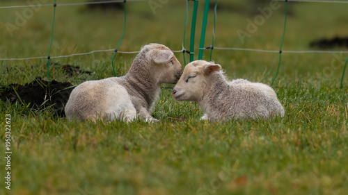 Aufnahme von zwei relaxenden Lämmern.