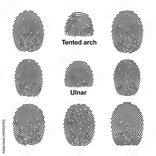 Fingerprint Patterns: Tented Arch, Ulnar Loop, and Whorl Types