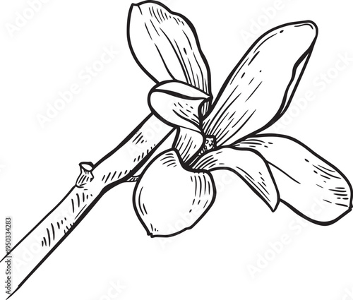 Hand Drawn Magnolia Flower Line Art Botanical Illustration of a Single Bloom on Stem