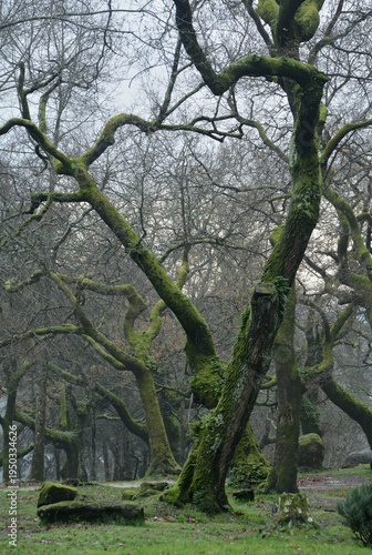 Trees in a mountain forest that cross their trunks and form a heart with their branches, foggy and cold winter day, gloomy forest, fairy tale