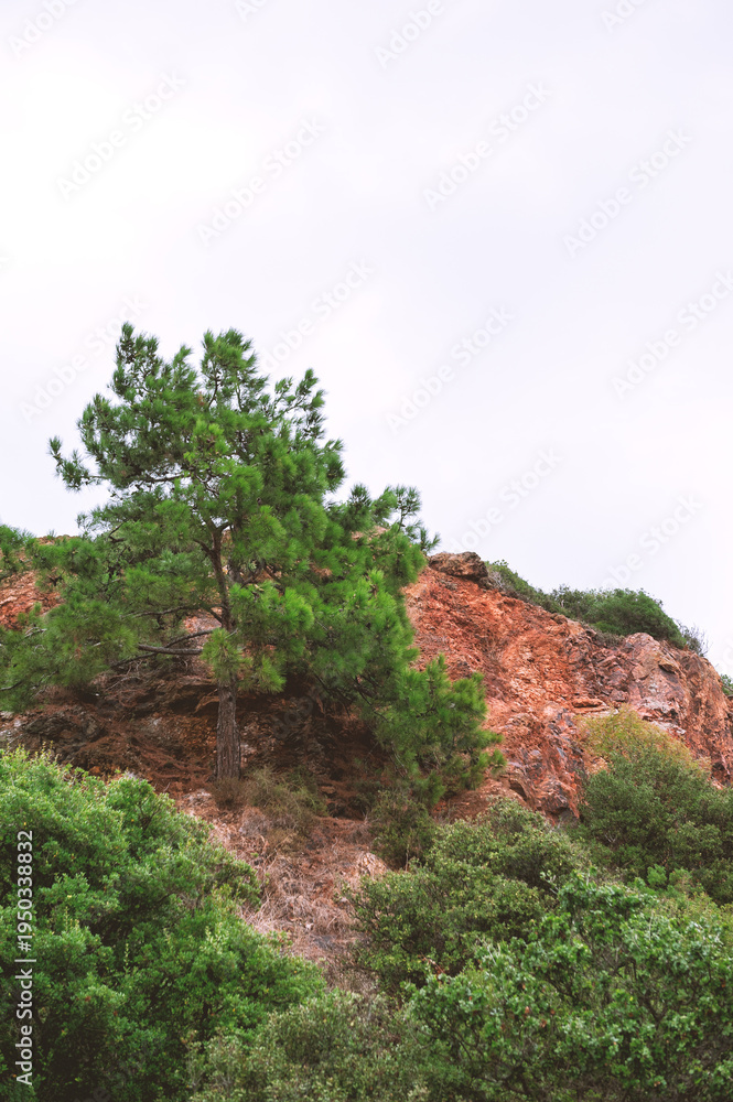Fototapeta premium Abstract nature background with wall of rock, sky and crowns of forest