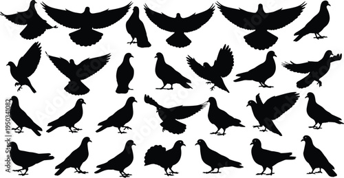 pigeon bird silhouette collection, flying and standing dove poses set, bird silhouettes isolated, wildlife avian vector illustration pack