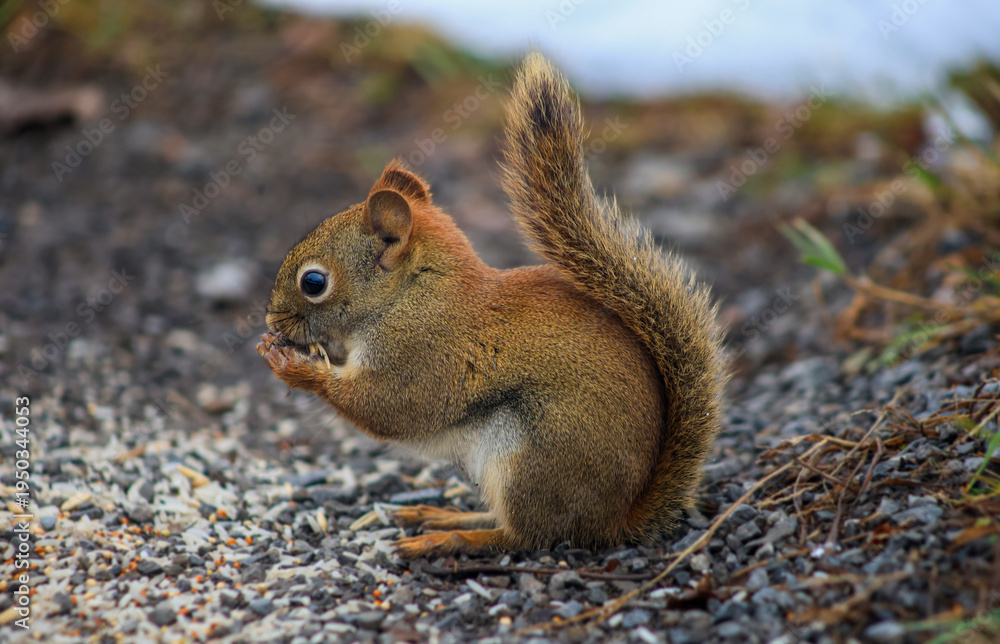 Fototapeta premium American red squirrel eating seeds on gravel ground