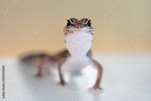 Obraz na plátně Cute Leopard Geckos (Eublepharis Macularius) on blur background