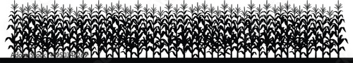 Corn field silhouette illustration, rows of maize plants on farm, agricultural landscape, organic vegetable growth, rural farming nature scene background.