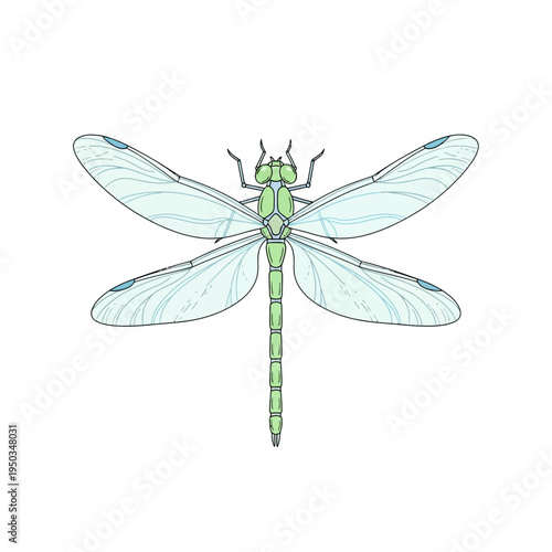 Dragonfly Illustration: Delicate Wings, Green Body, Top View, Isolated on White