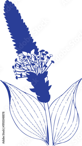 described features a blue flower with a long, dense spike, characterized by its distinct floral structure and foliage. 