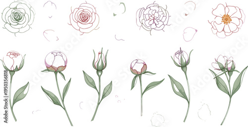 Peony Flower Growth Stages Botanical Set with Bloom, Buds, Petals and Leaves for Elegant Floral Illustration and Garden Decoration Design