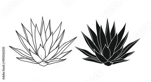 A striking black and white illustration depicts two agave plants showcasing contrasting tones and sharp linear details high quality