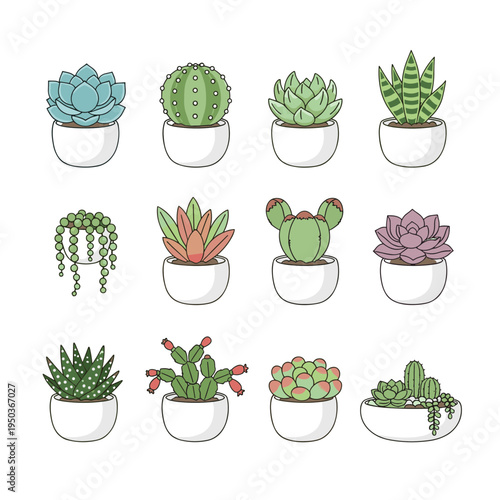 Collection of various potted succulent plants and cacti in modern white pots, flat vector illustration set