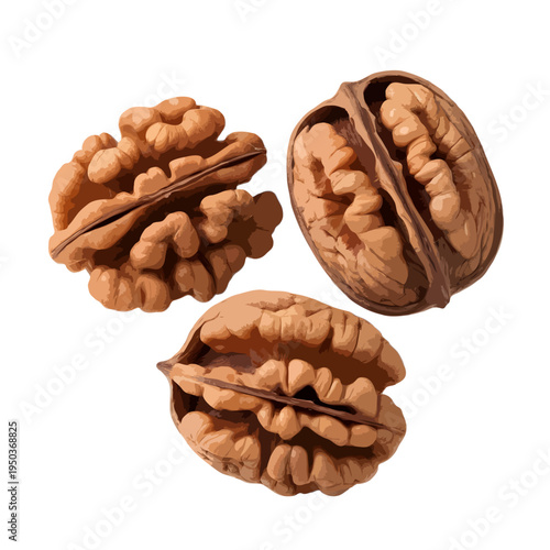 A close-up view of three pecan nuts showcasing their unique texture and color. isolated on white background, Vector