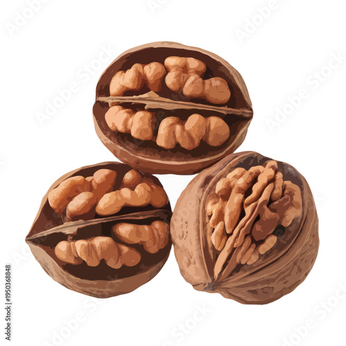 A collection of walnuts in their shells and cracked open on a white background. isolated on white background, Vector