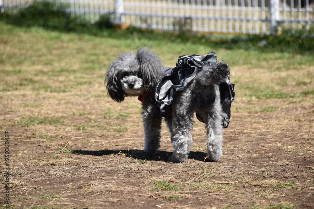Fototapeta premium ドッグランで遊ぶトイプードルの犬 屋外のペット風景