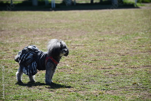 Canvastavla ドッグランで遊ぶトイプードルの犬 屋外のペット風景