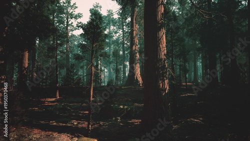 Foto moody pine forest at dusk, tall pines rising through soft mist and amber light,