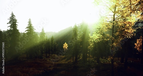 Fotografija Beacon tree glows in misty woodland, luminous halo and sacred stillness suggest