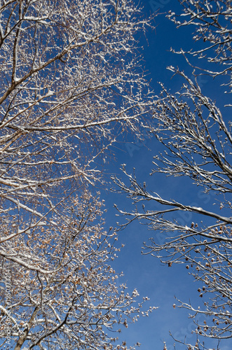 Snow-covered tree branches stretch toward a deep blue sky, creating a dynamic and textured winter composition that highlights the contrast between delicate frost and clear atmosphere.