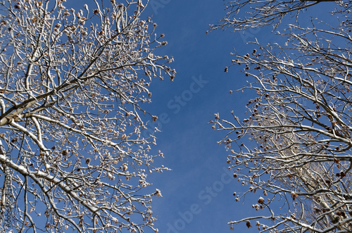 Snow-covered tree branches frame a clear blue winter sky, creating a natural pattern and symmetrical composition that highlights the beauty and stillness of a cold sunny day.