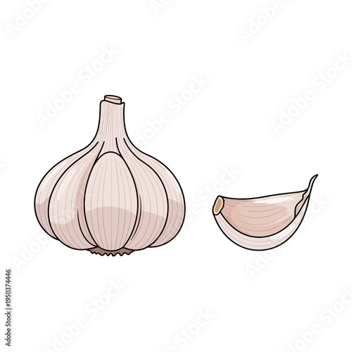 Garlic Bulb and Clove Illustration - Fresh Ingredient for Cooking and Healthy Eating
