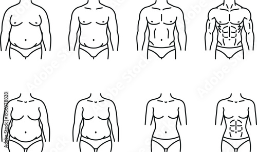 A series of illustrations showing different stages of abdominal muscle development