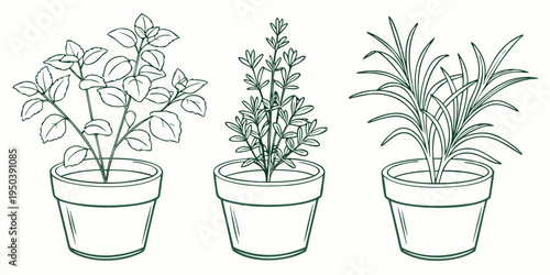 Three distinct potted plants with unique foliage and growth patterns.