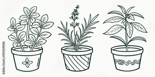 Three potted plants with different foliage and flowers in a row.