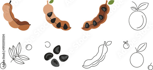 Tamarind Fruit Illustration Set with Pods, Seeds, Leaves and Outline Icons Tropical Botanical Food Ingredient Collection for Cooking and Agriculture Design