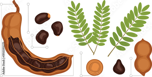 Tamarind Fruit Illustration Set with Whole Pod, Open Pod with Seeds, Leaves and Slices Tropical Food Ingredient Botanical Vector Collection