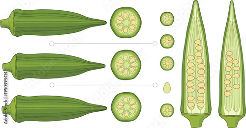 Fresh Okra Vegetable Set with Whole Pods, Cross Sections and Longitudinal Cut Showing Seeds Botanical Food Illustration Isolated for Agriculture Cooking Nutrition Design