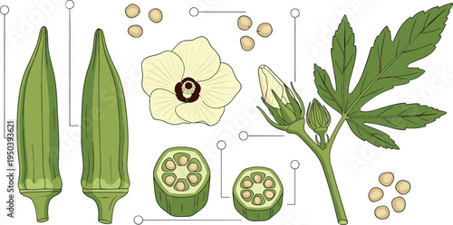 Okra Anatomy with Whole Lady Finger Pods, Flower, Seeds and Leaf Botanical Vegetable Educational Vector Illustration
