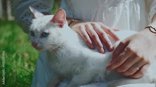 cat in hand