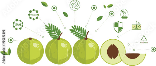 Amla Nutrition Concept with Indian Gooseberry, Vitamins, Antioxidants and Herbal Health Benefits Infographic Vector Illustration