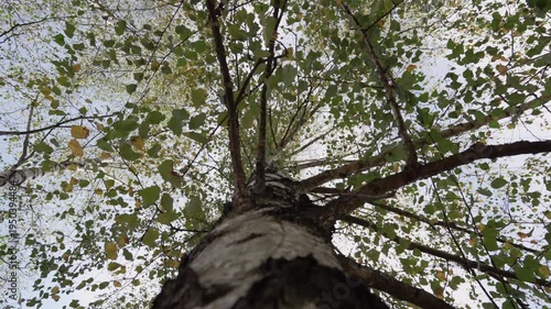 tree in the forest