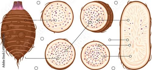 Taro Root Cross Section Anatomy with Colocasia Tuber Structure and Internal Texture Tropical Vegetable Botanical Vector Illustration