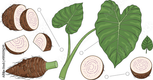 Taro Root Anatomy with Whole Colocasia, Cross Section Slices, Leaf and Stem Tropical Root Vegetable Botanical Vector Illustration