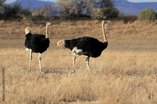 South African ostrich (Struthio camelus australis), adult, male, two males, threatening, imposition, Mountain Zebra National Park, Eastern Cape, South Africa
