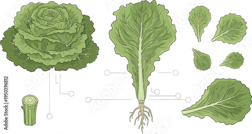 Lettuce Anatomy with Whole Head, Leaf Structure, Root System and Cross Section Botanical Vegetable Educational Vector Illustration