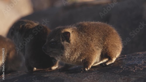 Close portrait of a young rock hyrax sitting on rocks in Namibia, cute small mammal with soft fur and curious eyes looking toward the camera in natural habitat, detailed wildlife close up in African