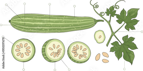 Sponge Gourd Anatomy with Whole Luffa, Cross Section Slices, Seeds, Leaf and Vine Botanical Vegetable Vector Illustration
