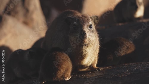 Female rock hyrax resting on warm African rocks with her young babies in Namibia, small mammals gathered in their natural habitat among stones, showing family behavior and wildlife life in the African