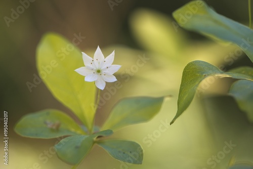Chickweed wintergreen (Trientalis europaea), Emsland, Lower Saxony, Germany
