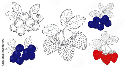 Hand-drawn illustration of blueberries and strawberries, black and white outline with color accents