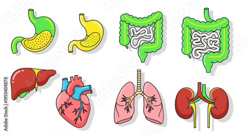Human Anatomy Organs Set: Stomach, Intestines, Liver, Heart, Lungs, Kidneys