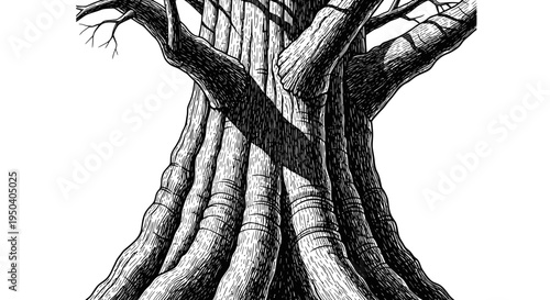 Ancient Baobab Tree Trunk Illustration - Black and White Sketch