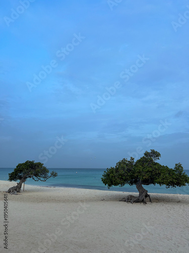 Bild auf Leinwand Two trees Libidibia coriaria on a sandy beach with calm turquoise water and a cl
