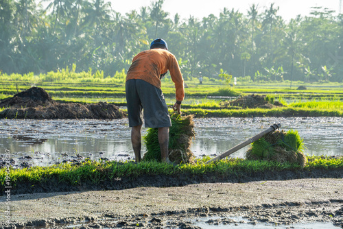 Принти на полотні Traditional farmer preparing rice seedlings in a sunny paddy field