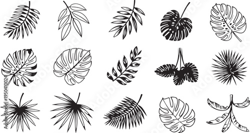 Collection of tropical palm leaf silhouettes and outlines, exotic foliage for nature and jungle themes
